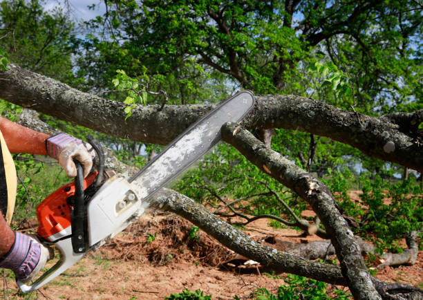 Professional Tree Service in Hobart, OK